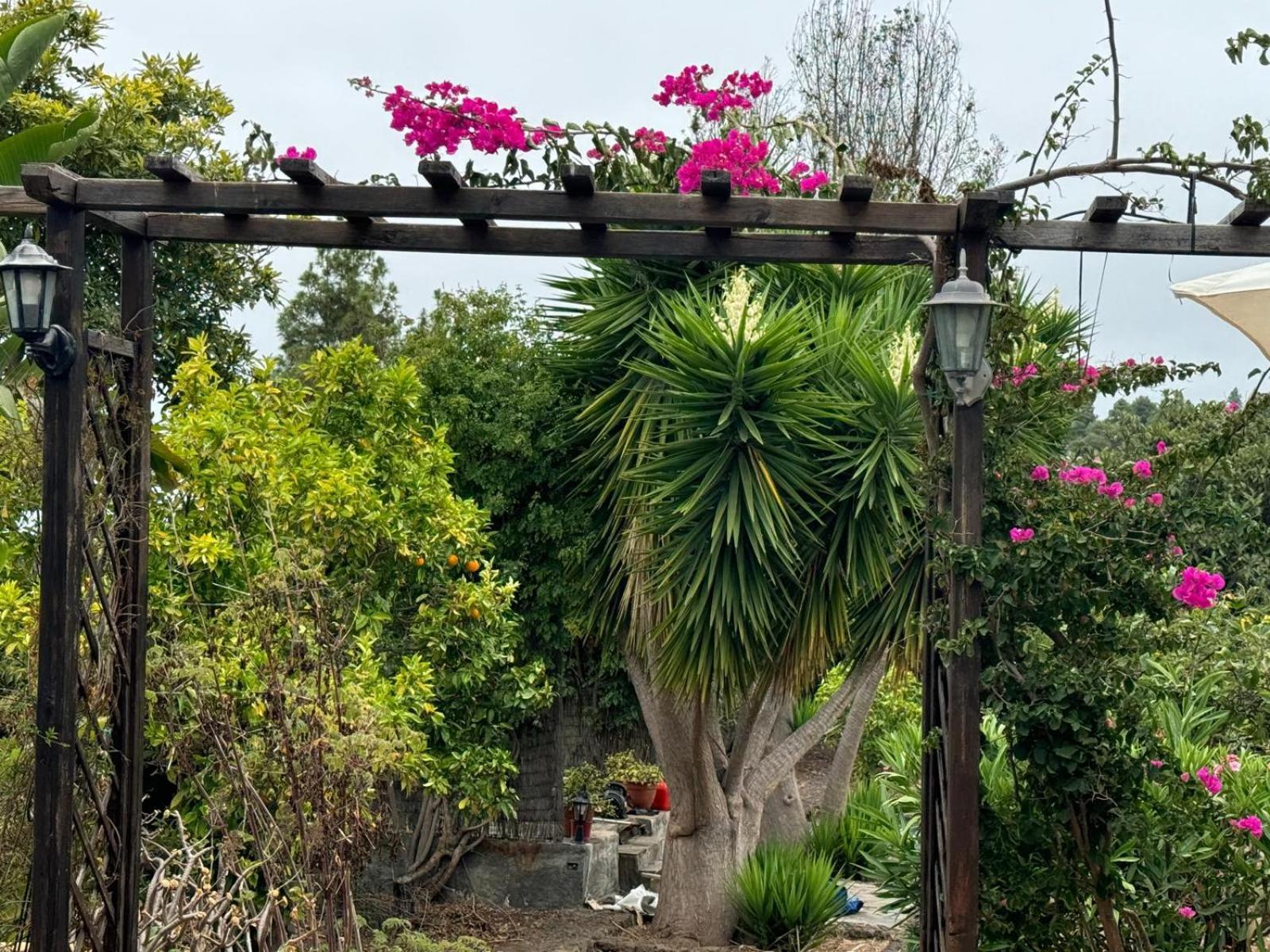 Villa Oasis Hill Botanical Garden Icod De Los Vinos Exterior foto